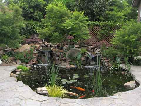 Long Residence Koi Pond